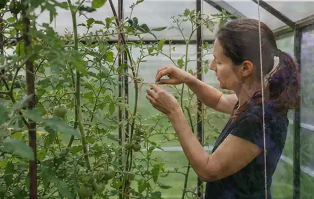 Person bindet junge Tomatentriebe in einem privaten Gewächshaus vorsichtig an; Thema Dill, Schwerpunkt Balkongarten; Praxisalltag.