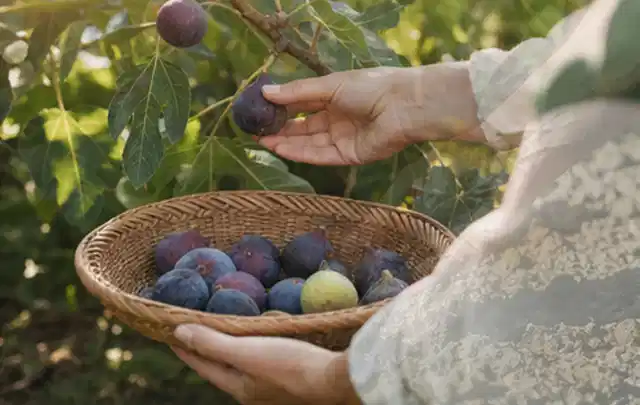 Hand pflückt eine reife Feige über einem flachen Korb mit Früchten; Thema Dill, Schwerpunkt Einsteigerwissen; Ergebnis.