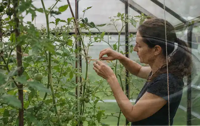 Person bindet junge Tomatentriebe in einem privaten Gewächshaus vorsichtig an; Thema Dill, Schwerpunkt Einsteigerwissen; Praxisalltag.