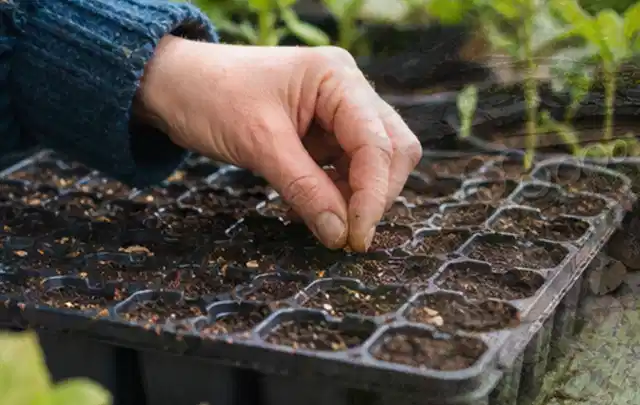 Hand legt einzelne Samen in vorbereitete Anzuchtschalen mit lockerer Erde; Thema Dill, Schwerpunkt Ernte; Umsetzung.