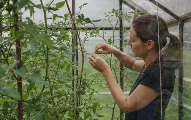 Person bindet junge Tomatentriebe in einem privaten Gewächshaus vorsichtig an; Thema Dill, Schwerpunkt Ernte; Kontrolle.