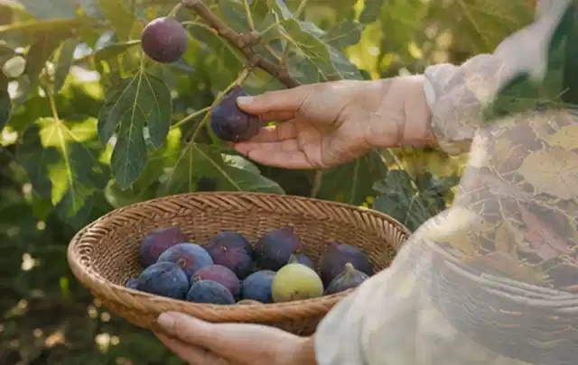 Hand pflückt eine reife Feige über einem flachen Korb mit Früchten; Thema Dill, Schwerpunkt Ernteprobleme; Ausgangslage.