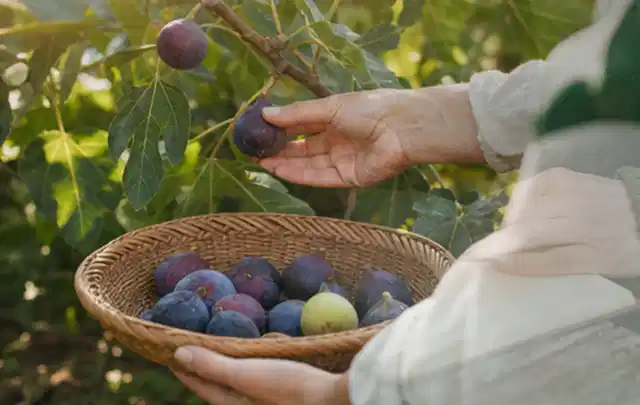 Hand pflückt eine reife Feige über einem flachen Korb mit Früchten; Thema Dill, Schwerpunkt Fehlerhilfe; Umsetzung.