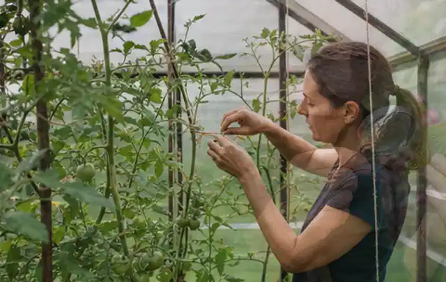 Person bindet junge Tomatentriebe in einem privaten Gewächshaus vorsichtig an; Thema Dill, Schwerpunkt Gesundheit; Umsetzung.