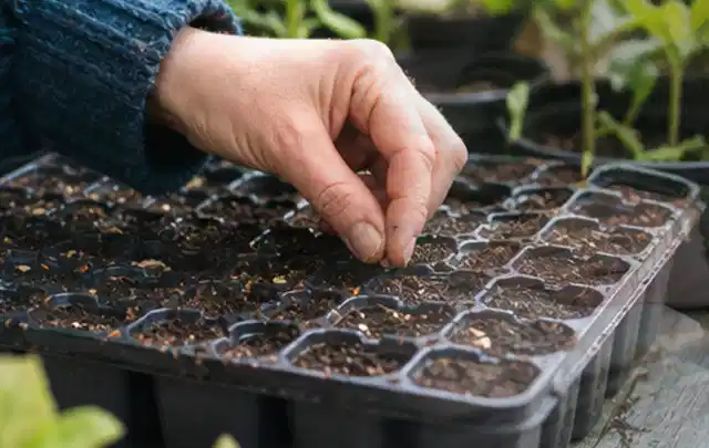 Hand legt einzelne Samen in vorbereitete Anzuchtschalen mit lockerer Erde; Thema Dill, Schwerpunkt Gesundheit; Praxisalltag.