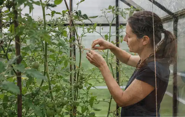 Person bindet junge Tomatentriebe in einem privaten Gewächshaus vorsichtig an; Thema Dill, Schwerpunkt Gewächshaus; Umsetzung.