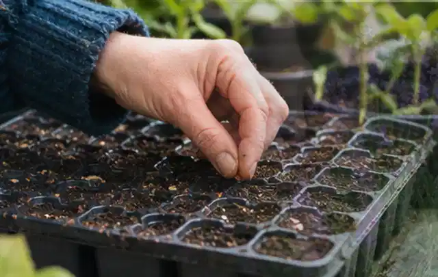 Hand legt einzelne Samen in vorbereitete Anzuchtschalen mit lockerer Erde; Thema Dill, Schwerpunkt Hochbeet; Ausgangslage.