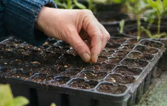 Hand legt einzelne Samen in vorbereitete Anzuchtschalen mit lockerer Erde; Thema Dill, Schwerpunkt Kräuter; Kontrolle.