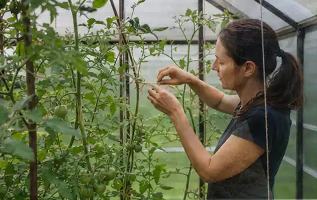 Person bindet junge Tomatentriebe in einem privaten Gewächshaus vorsichtig an; Thema Dill, Schwerpunkt Kräuter; Ergebnis.
