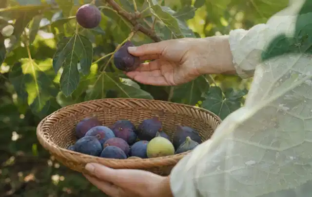 Hand pflückt eine reife Feige über einem flachen Korb mit Früchten; Thema Dill, Schwerpunkt Lagerung; Ausgangslage.