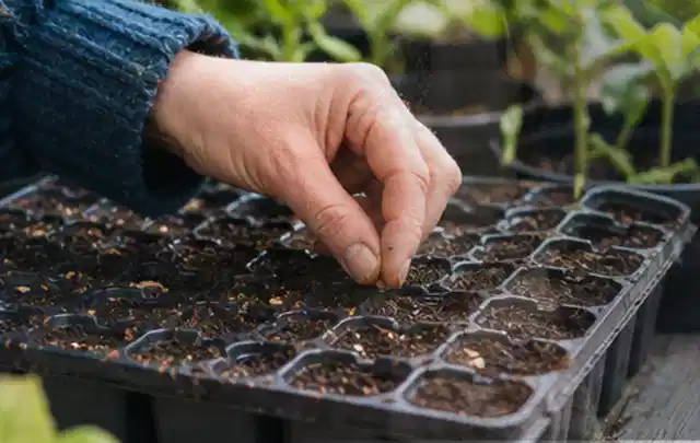 Hand legt einzelne Samen in vorbereitete Anzuchtschalen mit lockerer Erde; Thema Dill, Schwerpunkt Lagerung; Praxisalltag.
