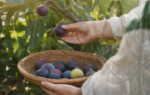 Hand pflückt eine reife Feige über einem flachen Korb mit Früchten; Thema Dill, Schwerpunkt Nährstoffe; Umsetzung.