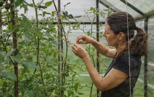 Person bindet junge Tomatentriebe in einem privaten Gewächshaus vorsichtig an; Thema Dill, Schwerpunkt Pflanzung; Ausgangslage.