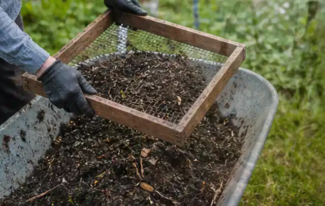 Behandschuhte Hände sieben reifen Kompost über einer Gartenschubkarre; Thema Dill, Schwerpunkt Pflanzung; Umsetzung.