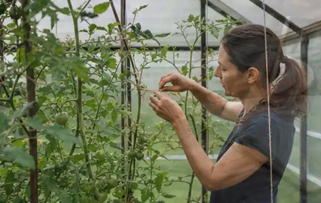 Person bindet junge Tomatentriebe in einem privaten Gewächshaus vorsichtig an; Thema Dill, Schwerpunkt Saisonkalender; Ausgangslage.
