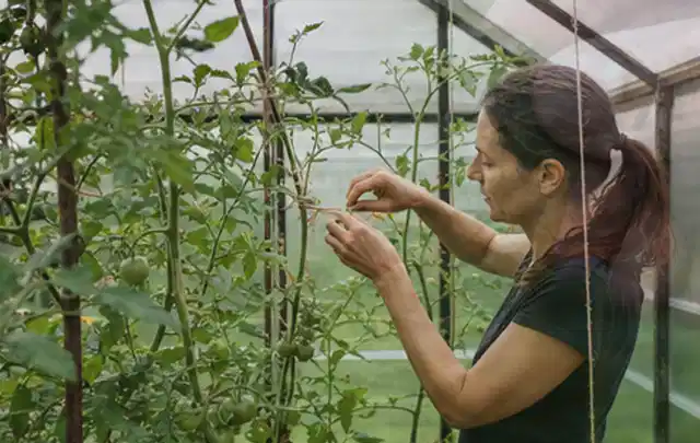 Person bindet junge Tomatentriebe in einem privaten Gewächshaus vorsichtig an; Thema Dill, Schwerpunkt Schnitt; Ausgangslage.