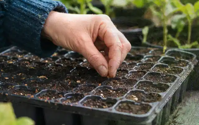 Hand legt einzelne Samen in vorbereitete Anzuchtschalen mit lockerer Erde; Thema Dill, Schwerpunkt Schnitt; Umsetzung.