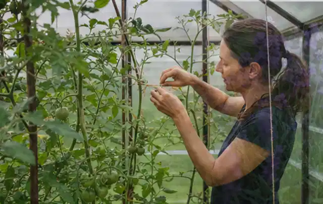 Person bindet junge Tomatentriebe in einem privaten Gewächshaus vorsichtig an; Thema Dill, Schwerpunkt Sortenwahl; Umsetzung.