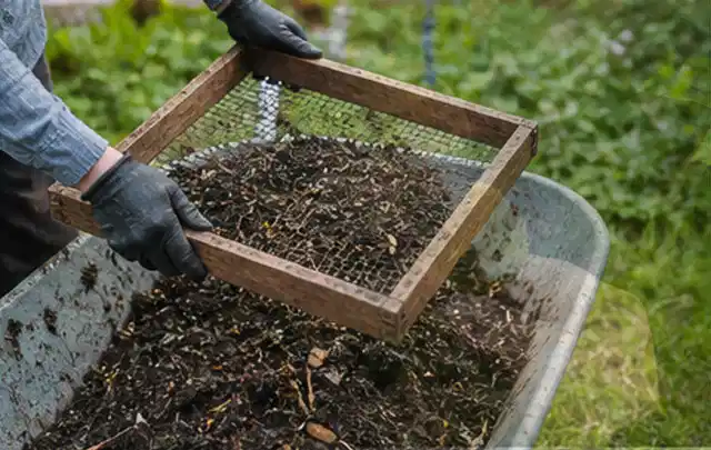 Behandschuhte Hände sieben reifen Kompost über einer Gartenschubkarre; Thema Dill, Schwerpunkt Sortenwahl; Praxisalltag.