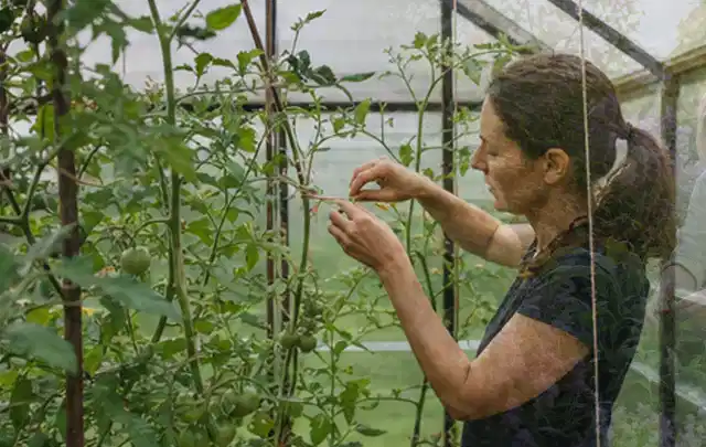 Person bindet junge Tomatentriebe in einem privaten Gewächshaus vorsichtig an; Thema Dill, Schwerpunkt Standort; Kontrolle.