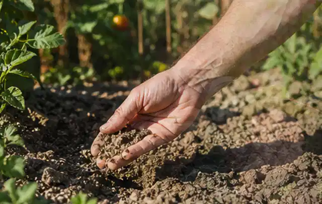 Hand prüft trockene krümelige Gartenerde während einer warmen Sommerphase; Thema DIY, Schwerpunkt Ratgeber; Kontrolle.