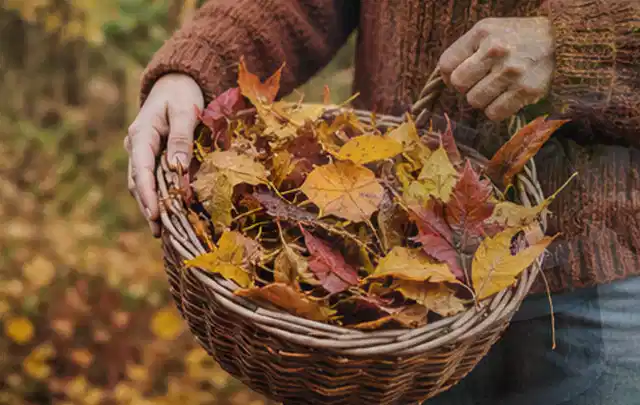 Person sammelt farbiges Herbstlaub in einem geflochtenen Gartenkorb; Thema Düngen, Schwerpunkt Rasen; Ergebnis.