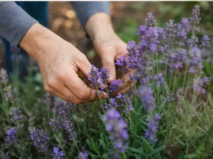 Hände pflegen blühenden Lavendel in einem natürlich angelegten Gartenbeet; Thema Duftpflanzen, Schwerpunkt Boden; Titelbild.