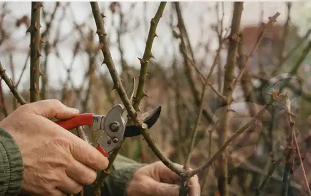 Hände schneiden einen älteren Rosenstrauch mit einer sauberen Gartenschere; Thema Duftpflanzen, Schwerpunkt Boden; Ausgangslage.