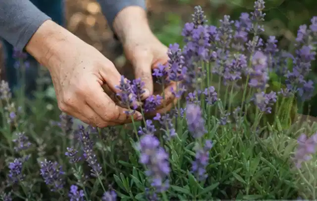 Hände pflegen blühenden Lavendel in einem natürlich angelegten Gartenbeet; Thema Duftpflanzen, Schwerpunkt Düngung; Praxisalltag.