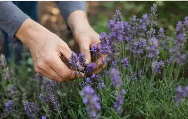 Hände pflegen blühenden Lavendel in einem natürlich angelegten Gartenbeet; Thema Duftpflanzen, Schwerpunkt Einsteigerwissen; Umsetzung.