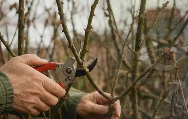 Hände schneiden einen älteren Rosenstrauch mit einer sauberen Gartenschere; Thema Duftpflanzen, Schwerpunkt Einsteigerwissen; Kontrolle.