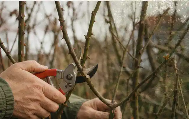 Hände schneiden einen älteren Rosenstrauch mit einer sauberen Gartenschere; Thema Duftpflanzen, Schwerpunkt Jahrespflege; Ausgangslage.
