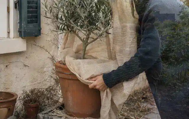 Person umhüllt eine mediterrane Kübelpflanze mit atmungsaktivem Winterschutz; Thema Duftpflanzen, Schwerpunkt Jahrespflege; Praxisalltag.