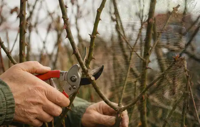 Hände schneiden einen älteren Rosenstrauch mit einer sauberen Gartenschere; Thema Duftpflanzen, Schwerpunkt Kaufberatung; Praxisalltag.
