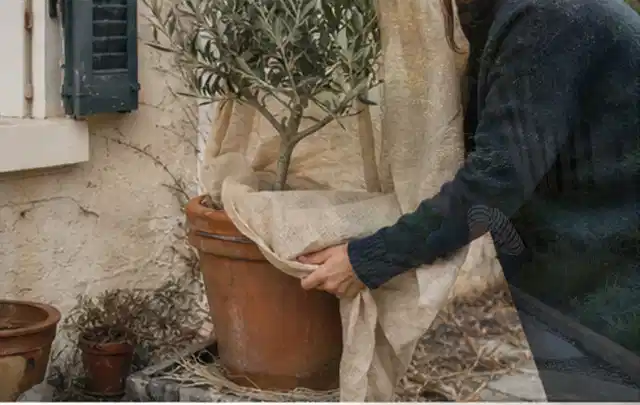Person umhüllt eine mediterrane Kübelpflanze mit atmungsaktivem Winterschutz; Thema Duftpflanzen, Schwerpunkt Pflanzen; Ausgangslage.