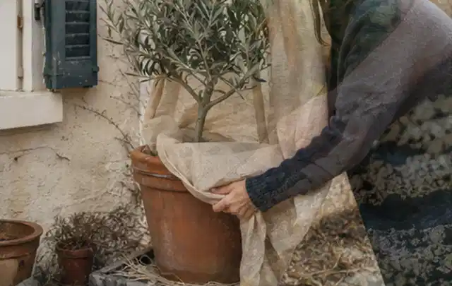 Person umhüllt eine mediterrane Kübelpflanze mit atmungsaktivem Winterschutz; Thema Duftpflanzen, Schwerpunkt Pflanzengesundheit; Praxisalltag.