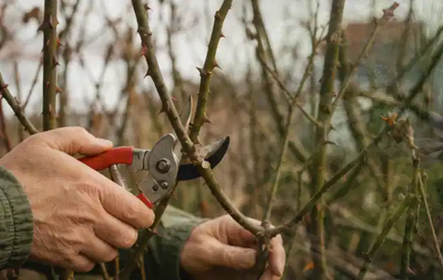 Hände schneiden einen älteren Rosenstrauch mit einer sauberen Gartenschere; Thema Duftpflanzen, Schwerpunkt Pflanzenschutz; Kontrolle.