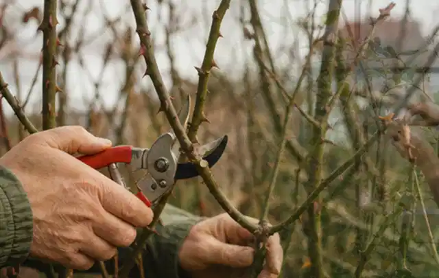 Hände schneiden einen älteren Rosenstrauch mit einer sauberen Gartenschere; Thema Duftpflanzen, Schwerpunkt Pflanzpartner; Ergebnis.