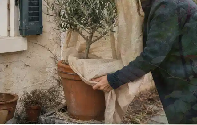 Person umhüllt eine mediterrane Kübelpflanze mit atmungsaktivem Winterschutz; Thema Duftpflanzen, Schwerpunkt Problemlösung; Kontrolle.
