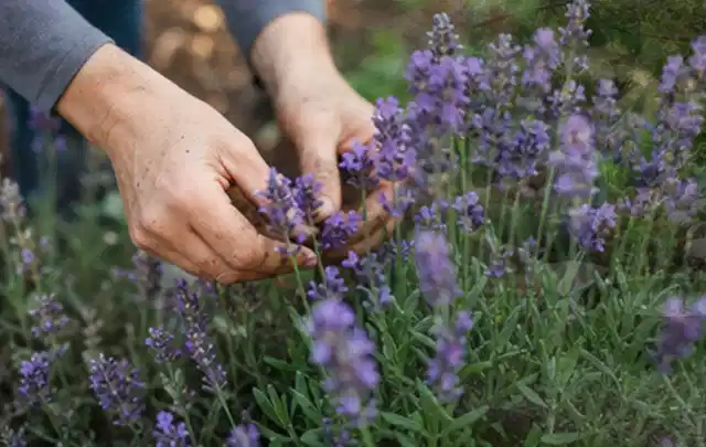 Hände pflegen blühenden Lavendel in einem natürlich angelegten Gartenbeet; Thema Duftpflanzen, Schwerpunkt Problemlösung; Praxisalltag.