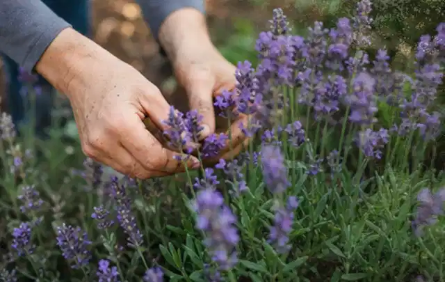 Hände pflegen blühenden Lavendel in einem natürlich angelegten Gartenbeet; Thema Duftpflanzen, Schwerpunkt Rückschnitt; Ausgangslage.