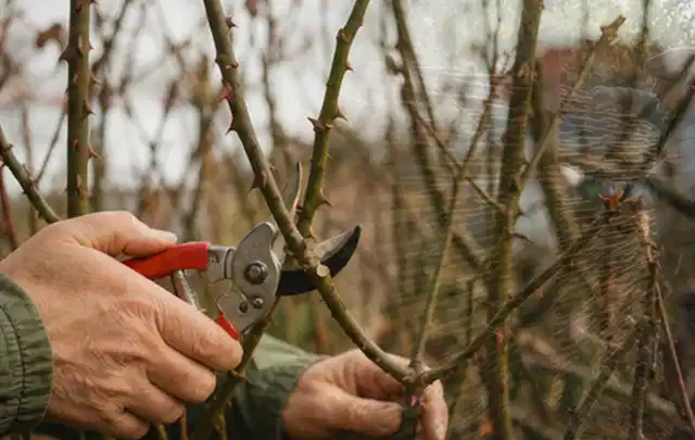 Hände schneiden einen älteren Rosenstrauch mit einer sauberen Gartenschere; Thema Duftpflanzen, Schwerpunkt Rückschnitt; Kontrolle.