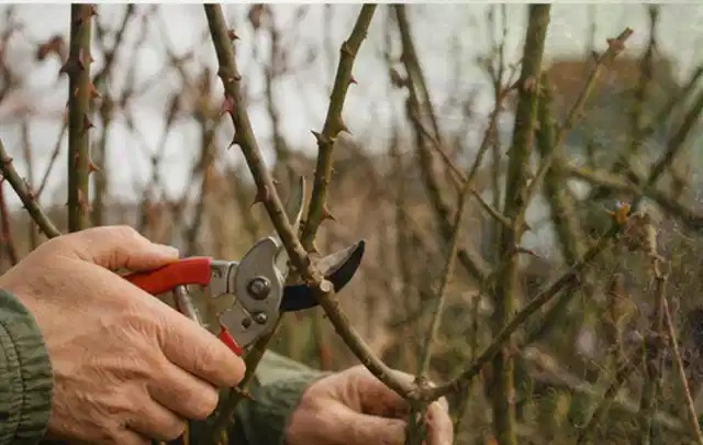 Hände schneiden einen älteren Rosenstrauch mit einer sauberen Gartenschere; Thema Duftpflanzen, Schwerpunkt Sortenwahl; Umsetzung.