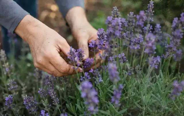 Hände pflegen blühenden Lavendel in einem natürlich angelegten Gartenbeet; Thema Duftpflanzen, Schwerpunkt Sortenwahl; Ergebnis.