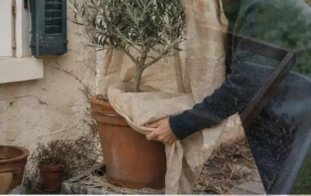 Person umhüllt eine mediterrane Kübelpflanze mit atmungsaktivem Winterschutz; Thema Duftpflanzen, Schwerpunkt Topfkultur; Ausgangslage.