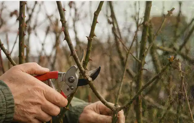 Hände schneiden einen älteren Rosenstrauch mit einer sauberen Gartenschere; Thema Duftpflanzen, Schwerpunkt Topfkultur; Praxisalltag.