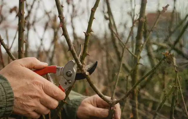 Hände schneiden einen älteren Rosenstrauch mit einer sauberen Gartenschere; Thema Duftpflanzen, Schwerpunkt Wachstum; Umsetzung.