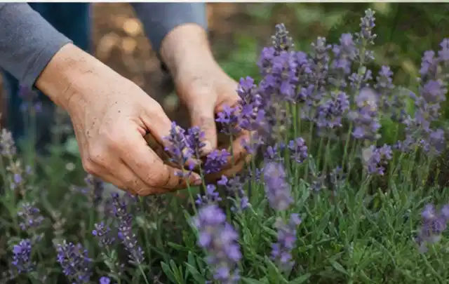 Hände pflegen blühenden Lavendel in einem natürlich angelegten Gartenbeet; Thema Duftpflanzen, Schwerpunkt Winterpflege; Umsetzung.