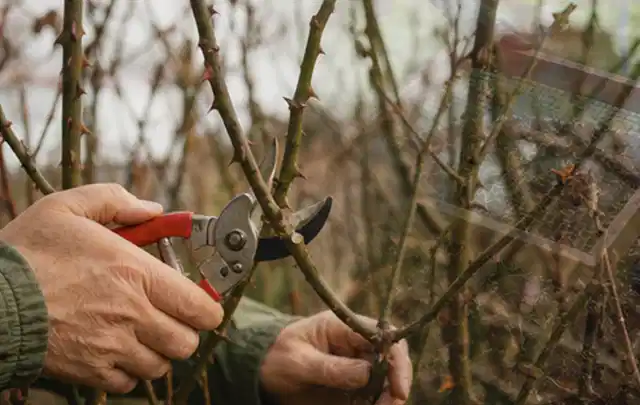 Hände schneiden einen älteren Rosenstrauch mit einer sauberen Gartenschere; Thema Duftpflanzen, Schwerpunkt Winterpflege; Ergebnis.