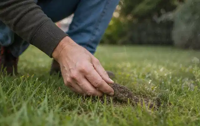 Hand hebt eine kleine Bodenprobe aus einer grünen Rasenfläche; Thema Ecovacs Goat, Schwerpunkt Anwendung; Ergebnis.